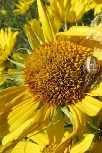 Helianthus maximiliani