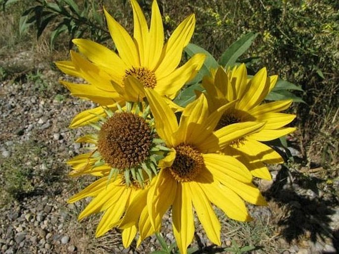 Helianthus maximiliani