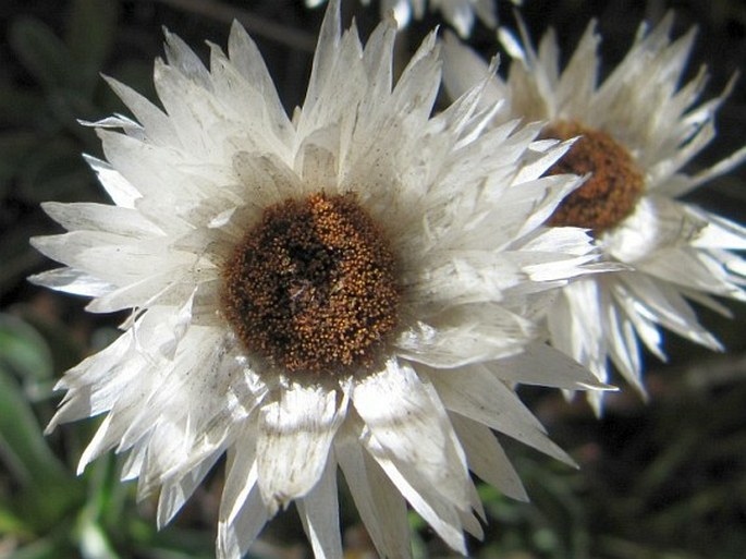 Helichrysum marginatum