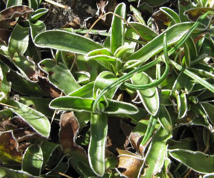 Helichrysum marginatum