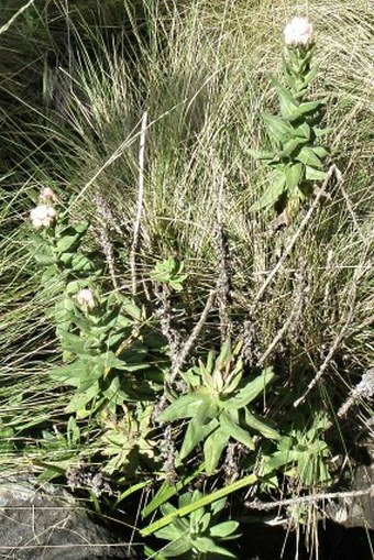 Helichrysum formosissimum