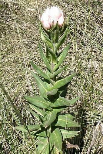 Helichrysum formosissimum