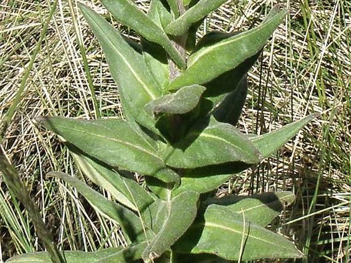 Helichrysum formosissimum