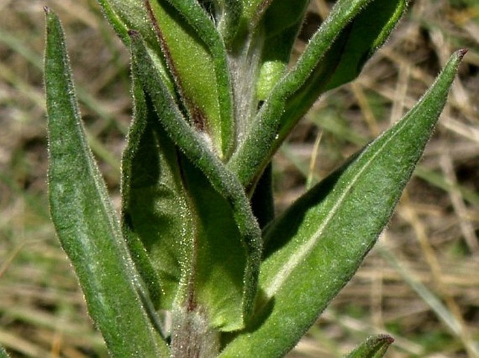 Helichrysum formosissimum