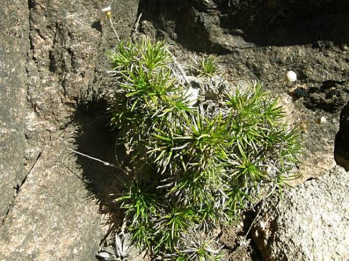 Helichrysum aciculare