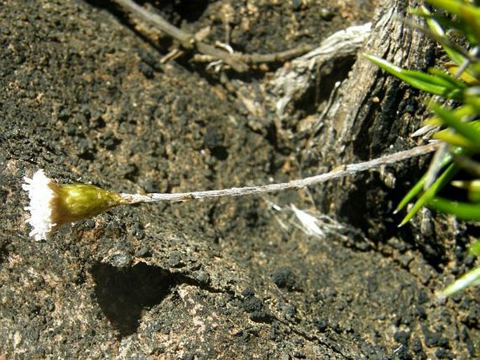 Helichrysum aciculare