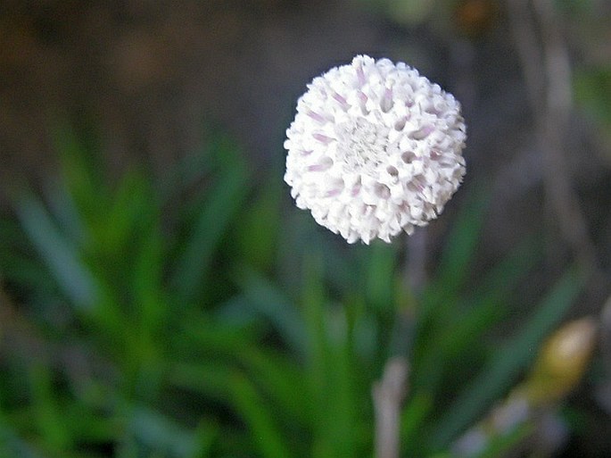 Helichrysum aciculare