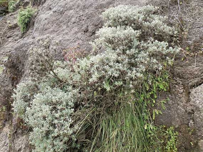 Helichrysum citrispinum