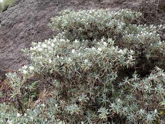 Helichrysum citrispinum