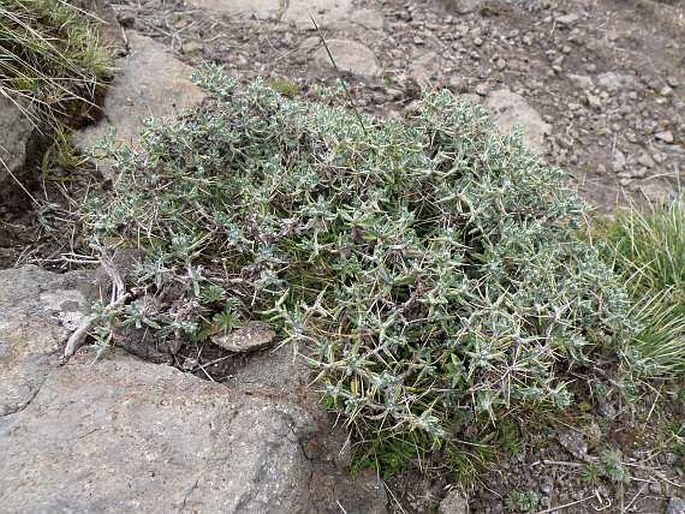 Helichrysum citrispinum