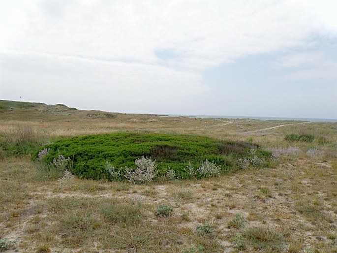 Helichrysum italicum subsp. microphyllum