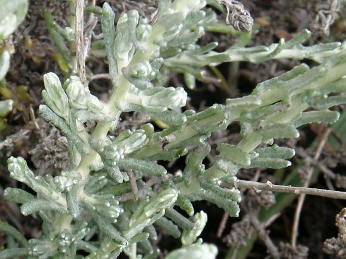 Helichrysum italicum subsp. microphyllum