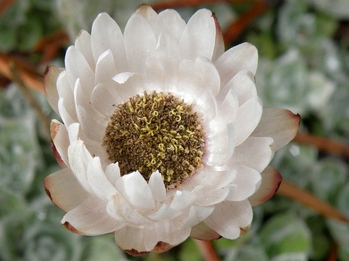 Helichrysum milfordiae