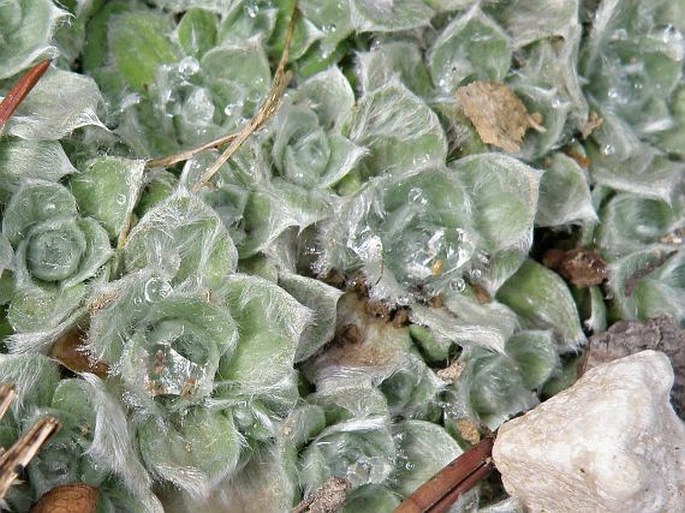 Helichrysum milfordiae