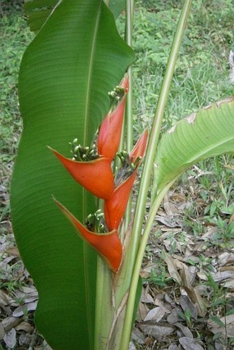 Heliconia bihai