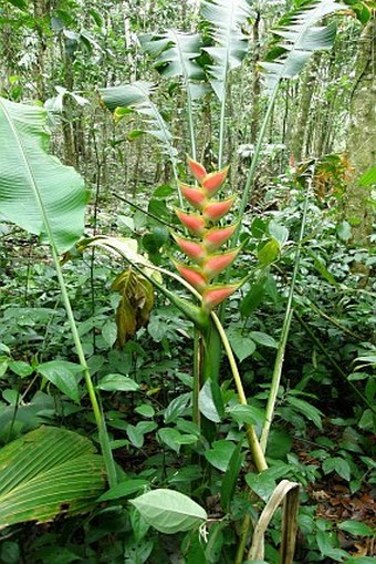 Heliconia wagneriana