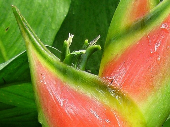 Heliconia wagneriana