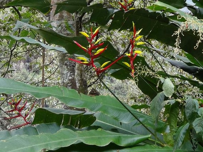 Heliconia subulata