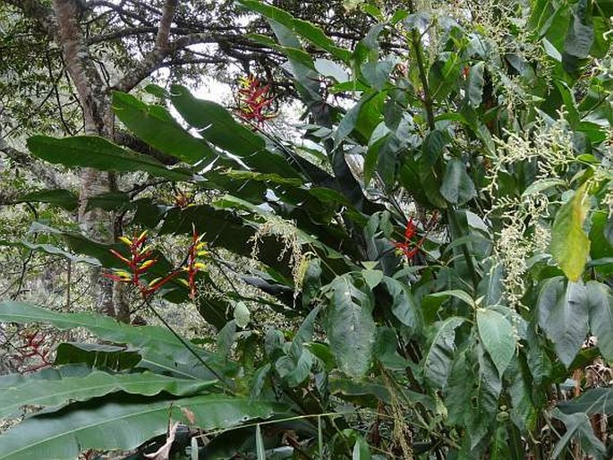 Heliconia subulata