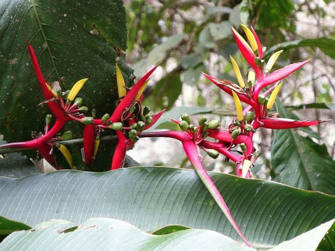 Heliconia subulata