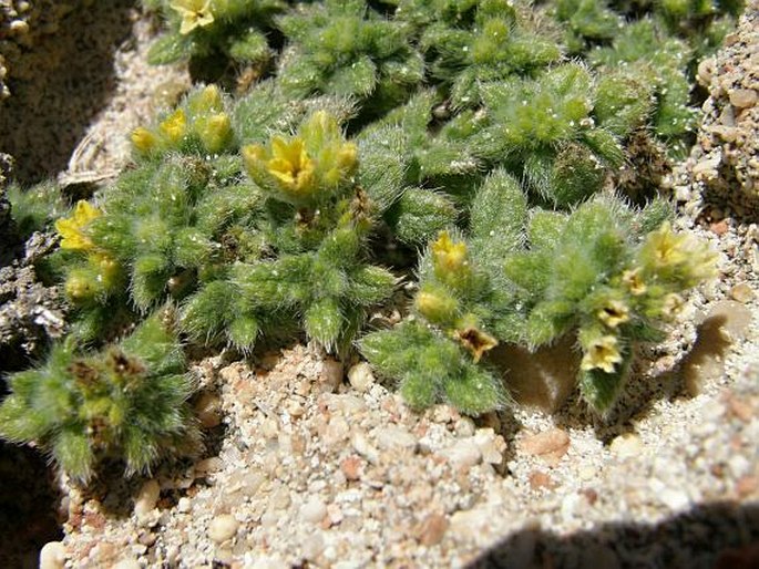 Heliotropium sokotranum