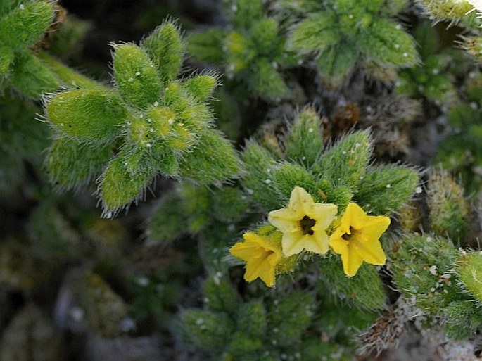 Heliotropium sokotranum