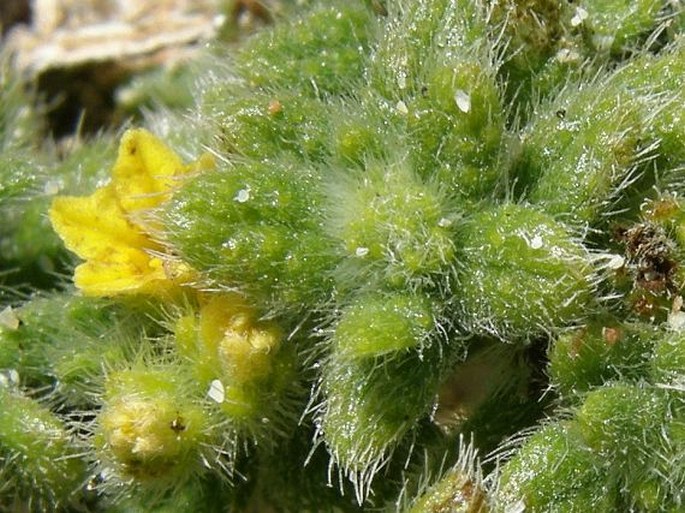 Heliotropium sokotranum