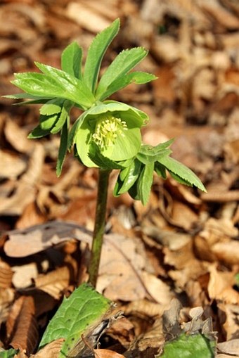 Helleborus odorus