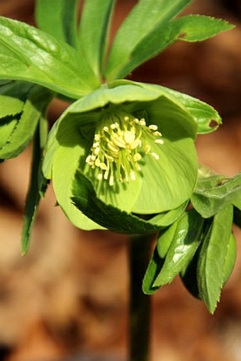 Helleborus odorus