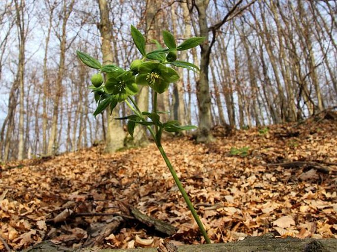 Helleborus odorus