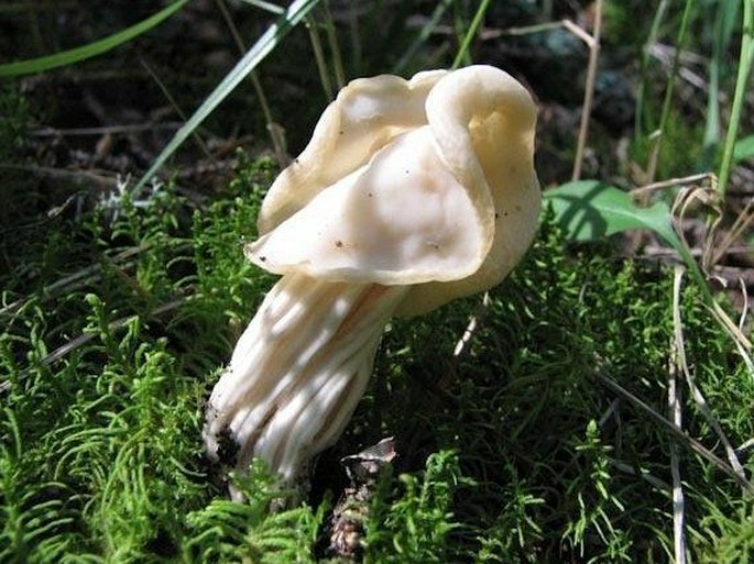 Helvella crispa