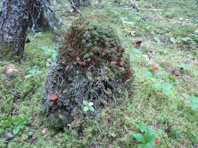 Helvella crispa