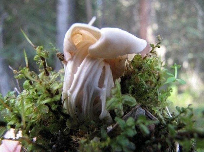 Helvella crispa