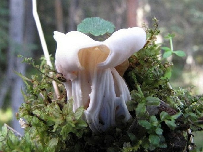 Helvella crispa