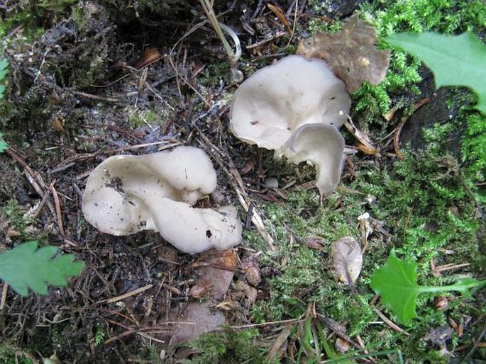 Helvella costifera