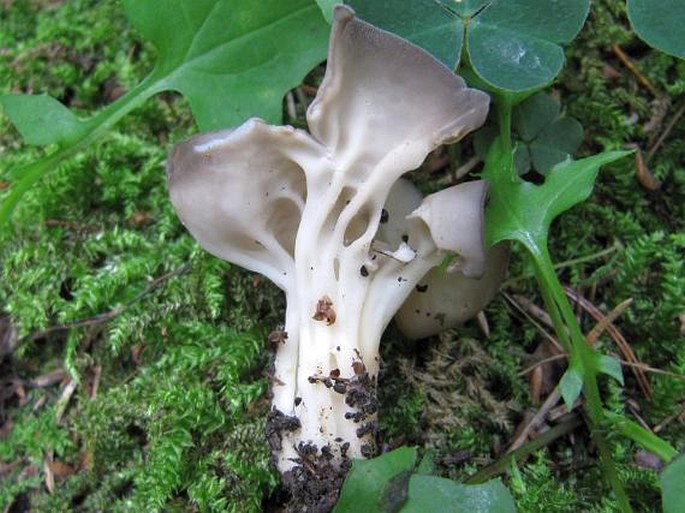 Helvella costifera