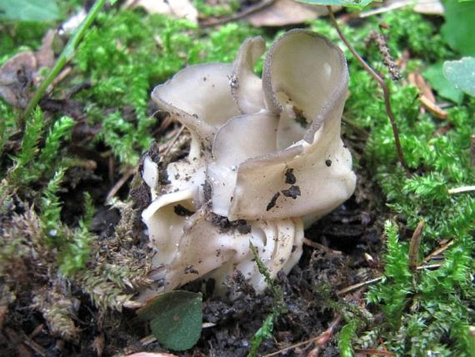 Helvella costifera