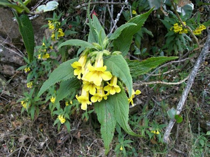 Hemichaena fruticosa