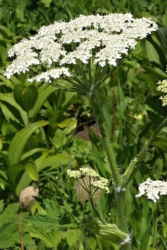 Heracleum lanatum