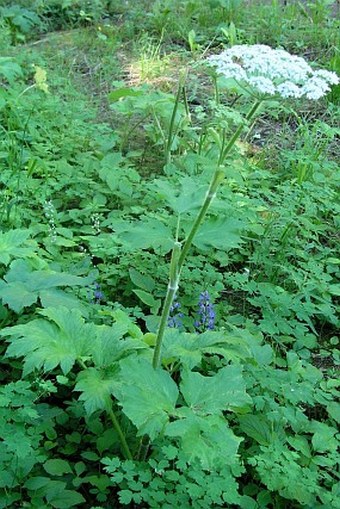 Heracleum lanatum