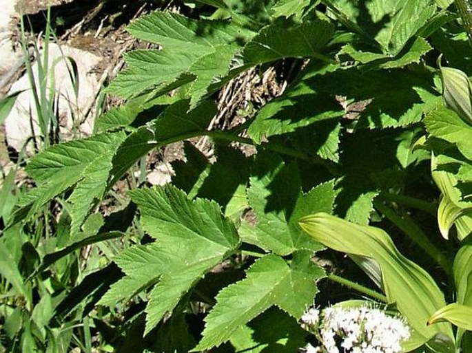 Heracleum lanatum