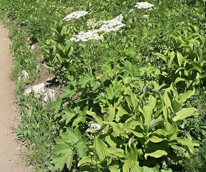 Heracleum lanatum