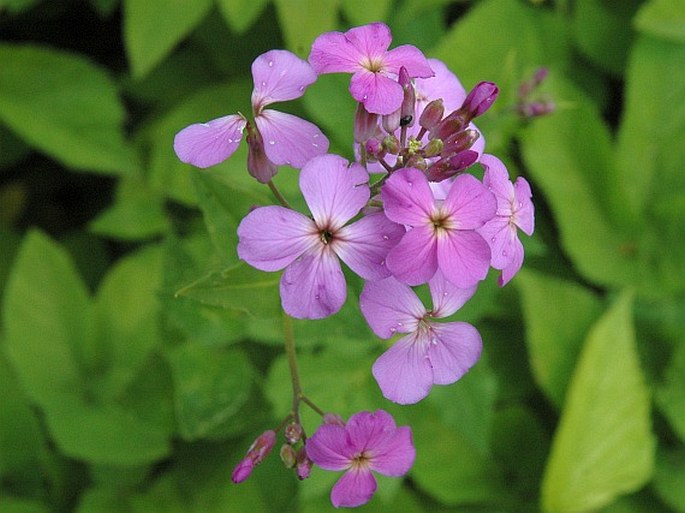 HESPERIS MATRONALIS L. – večernice vonná / večernica voňavá