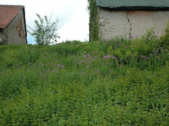 Hesperis matronalis