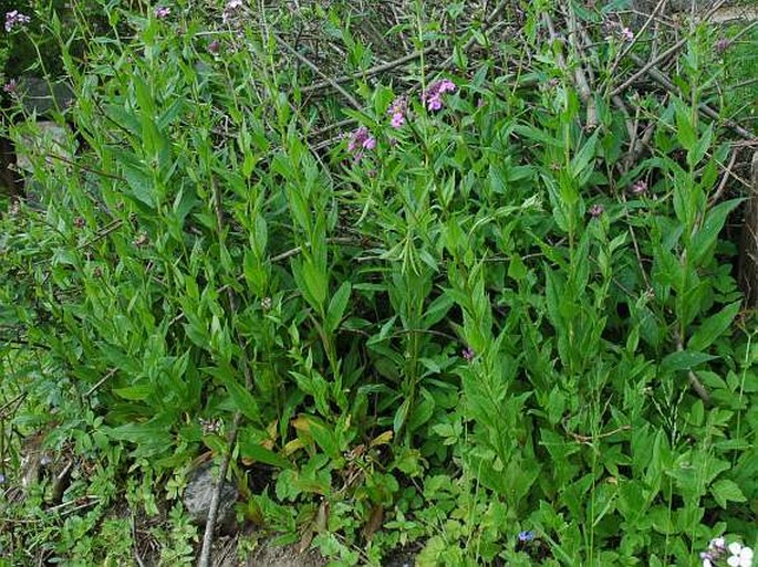 Hesperis matronalis