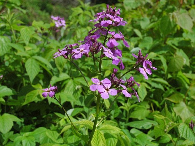 Hesperis matronalis