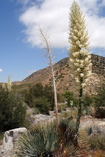 Hesperoyucca whipplei