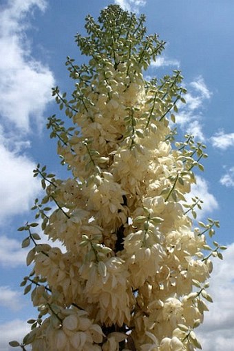 Hesperoyucca whipplei