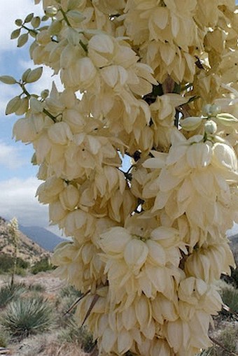 Hesperoyucca whipplei