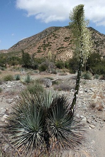 Hesperoyucca whipplei